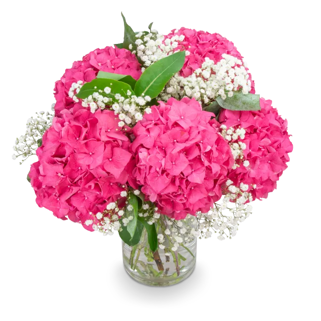 Bouquet of hydrangeas